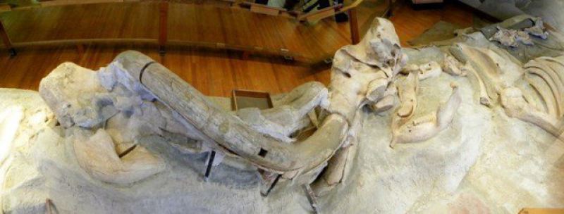 Находка в музее Небраски, экспозиция  интересно, наука, палеонтология