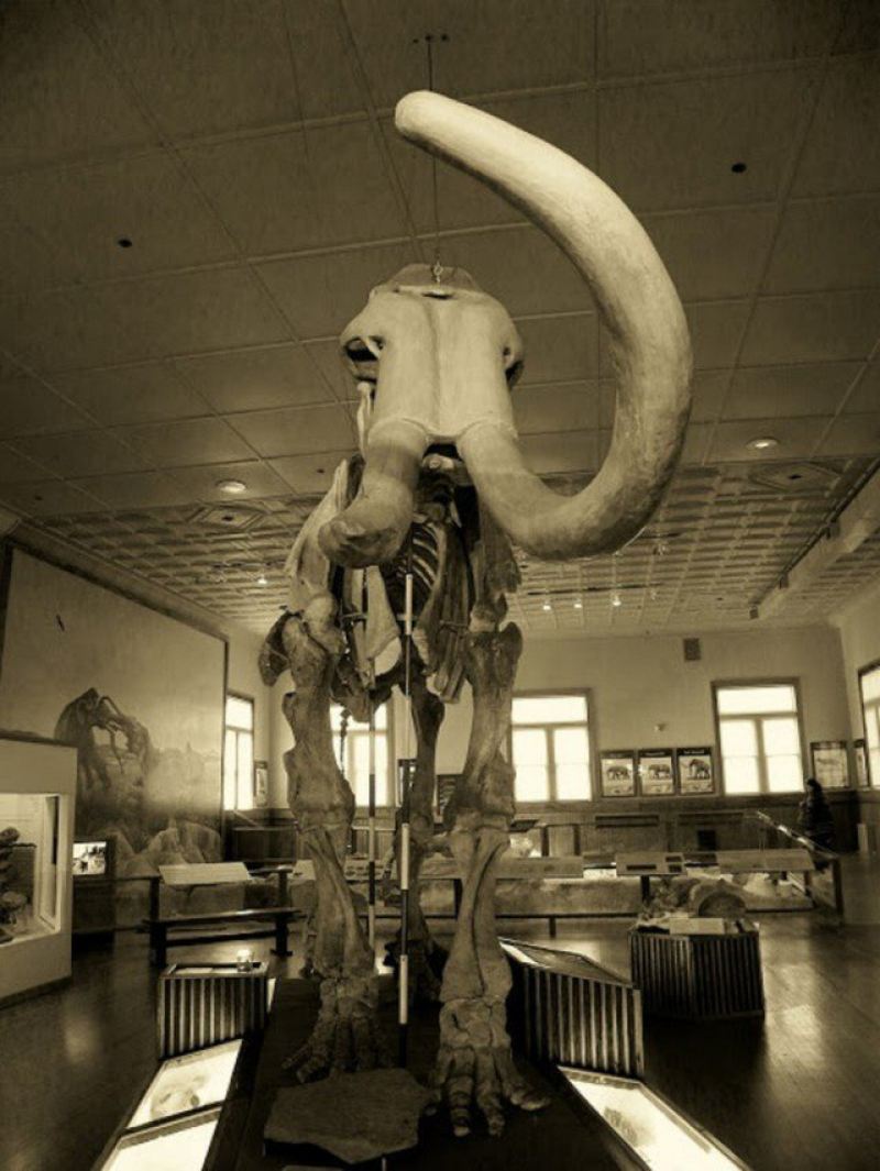Муляж скелета одного из мамонтов в том же музее  интересно, наука, палеонтология