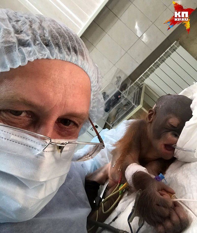 Новорождённому орангутану из Новосибирска спас жизнь человеческий нейрохирург животные, новосибирск, орангутан, спасение жизни