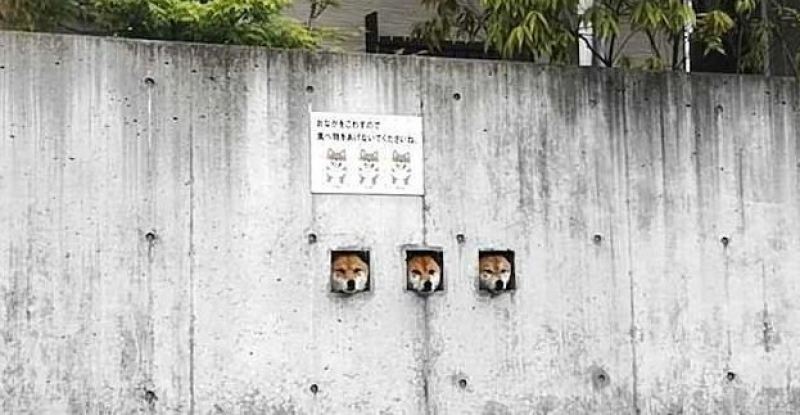 Японские собаки-сторожа стали главной местной достопримечательнстью