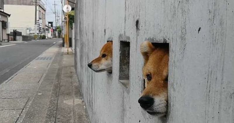 Японские собаки-сторожа стали главной местной достопримечательнстью