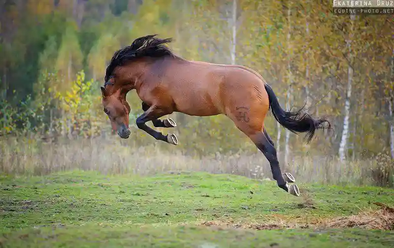 Кони и фото