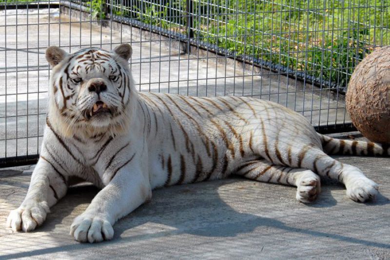 О чем молчат зоопарки: несчастные изгои белых тигров
