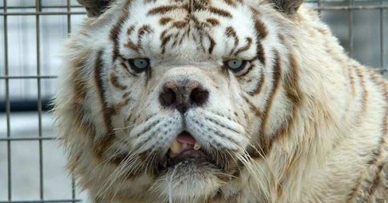О чем молчат зоопарки: несчастные изгои белых тигров