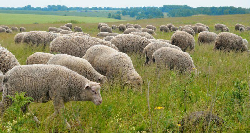 Смелые зайцы и умные овцы: мифы и парадоксы животного мира