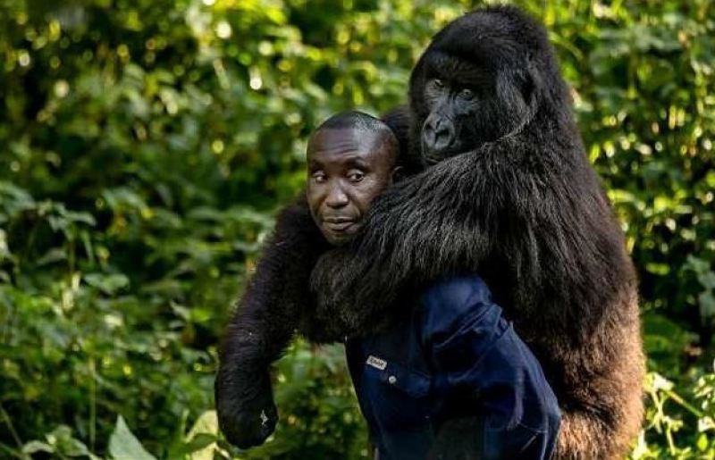 Смотритель национального парка в Конго завел себе необычного друга