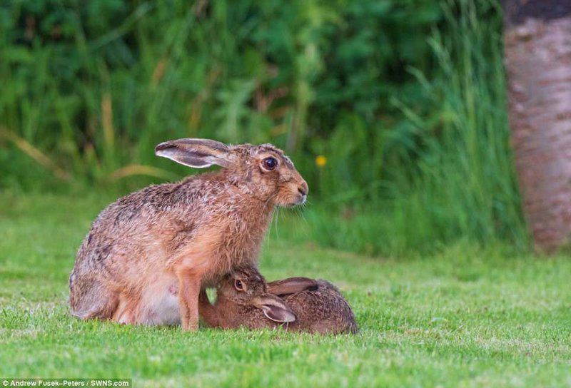 Редкие кадры зайчихи-мамы и зайца-малыша