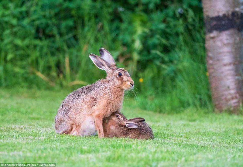 Редкие кадры зайчихи-мамы и зайца-малыша