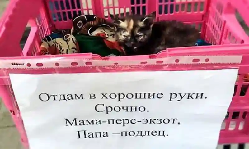 Народный креатив на улицах городов