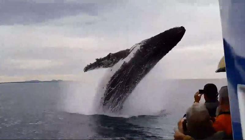 Туристы были ошеломлены, когда вблизи их лодки из воды выпрыгнул огромный горбатый кит