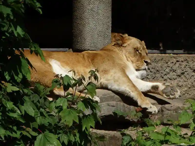 Королевский зоопарк Амстердама