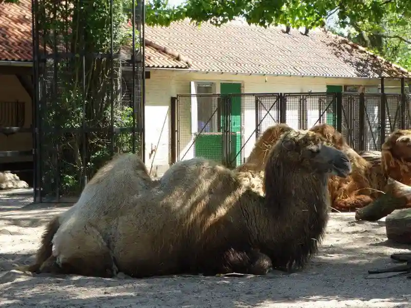 Королевский зоопарк Амстердама