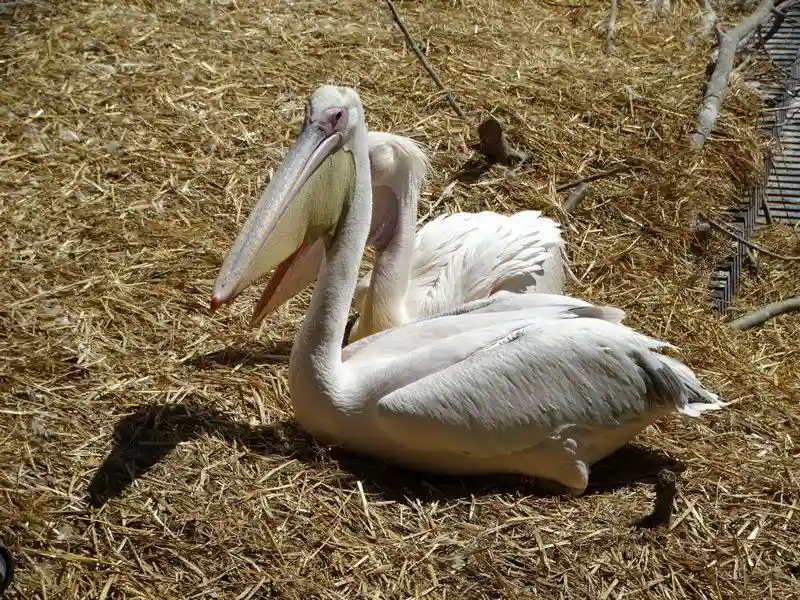 Королевский зоопарк Амстердама