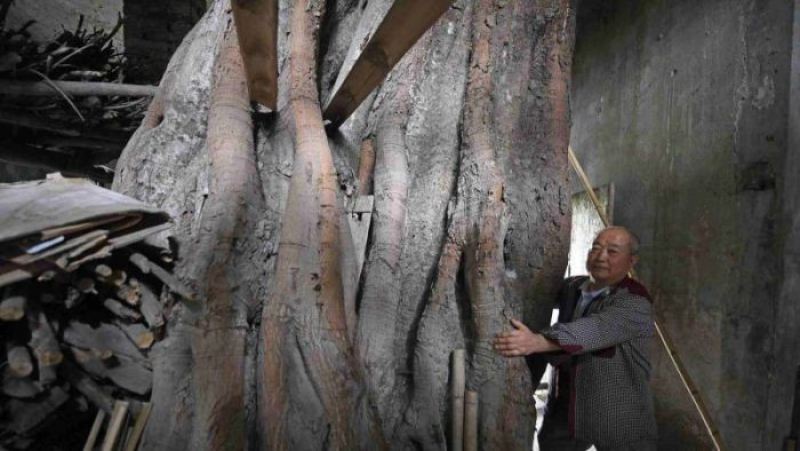 Дом, в котором растет 400-летнее дерево 