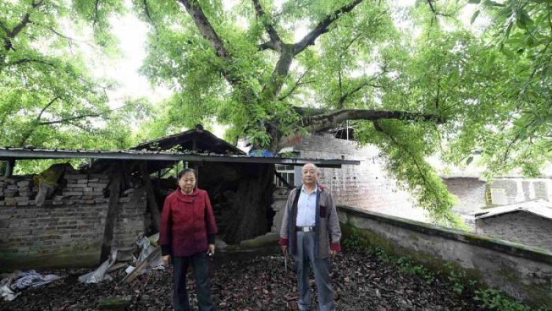 Дом, в котором растет 400-летнее дерево 