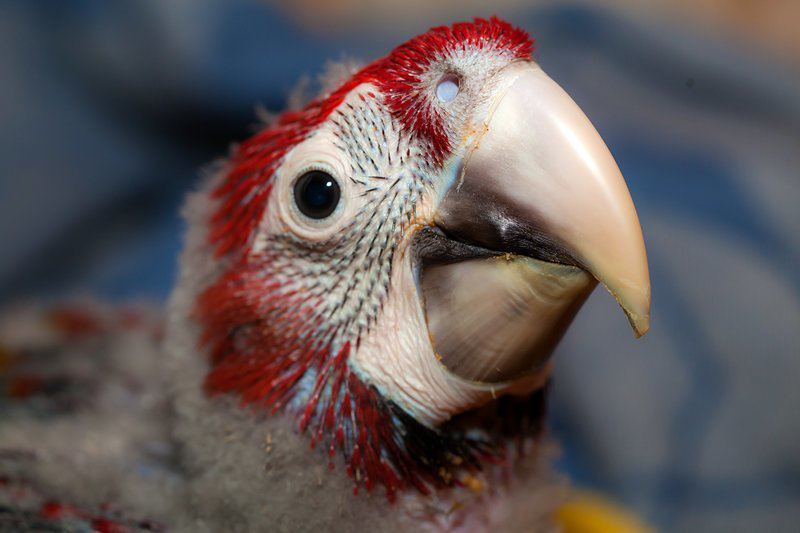 Изменение птенца ара с рождения до двух месяцев жизни