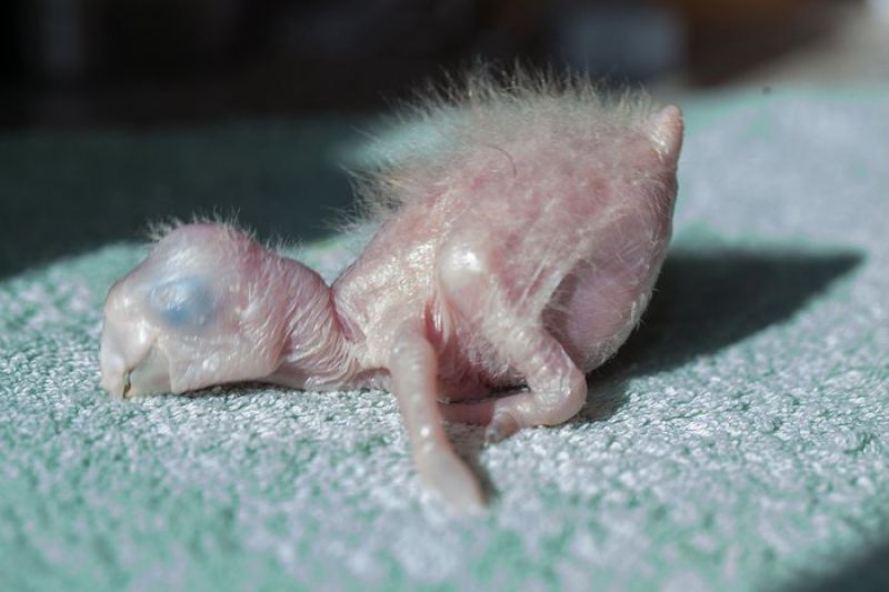 Изменение птенца ара с рождения до двух месяцев жизни