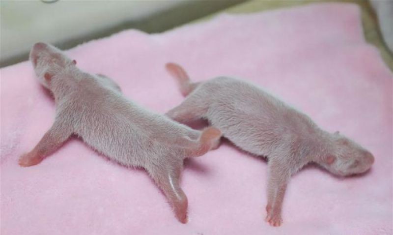 Так выглядят новорожденные панды 