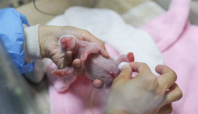 Так выглядят новорожденные панды 