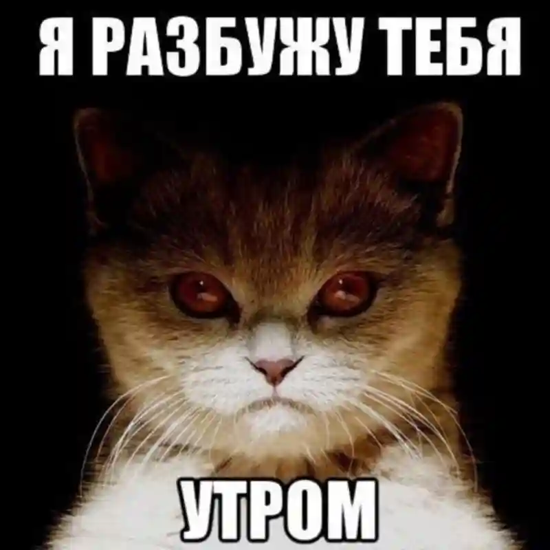 Субботний котопост