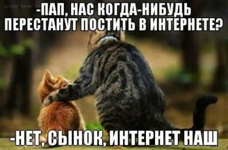 Субботний котопост