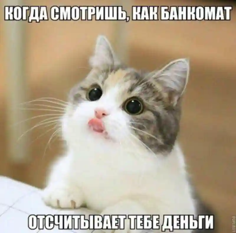 Субботний котопост