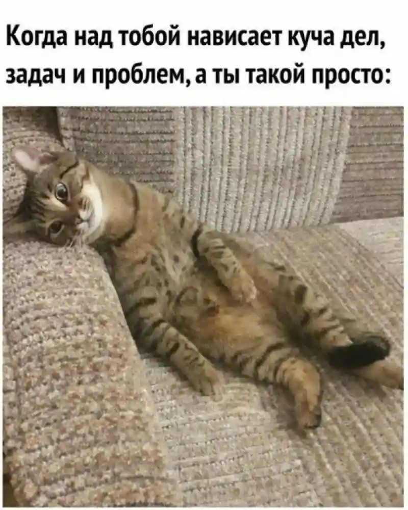 Субботний котопост