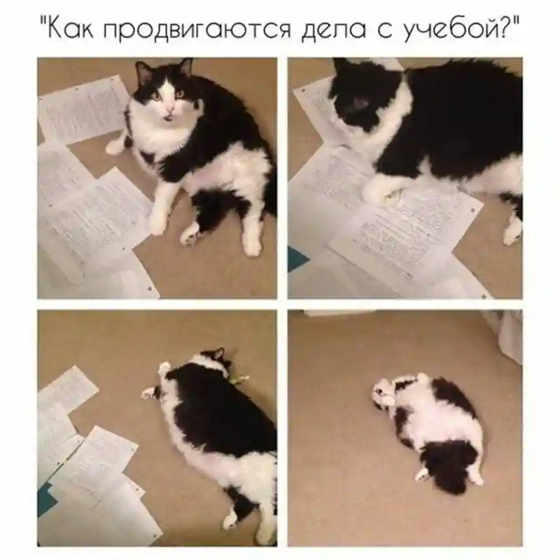 Субботний котопост