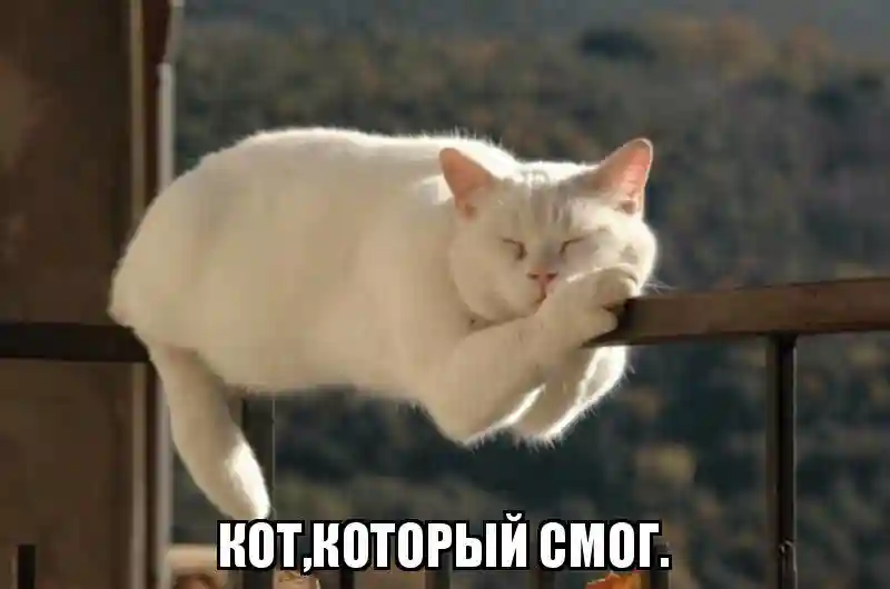 Субботний котопост