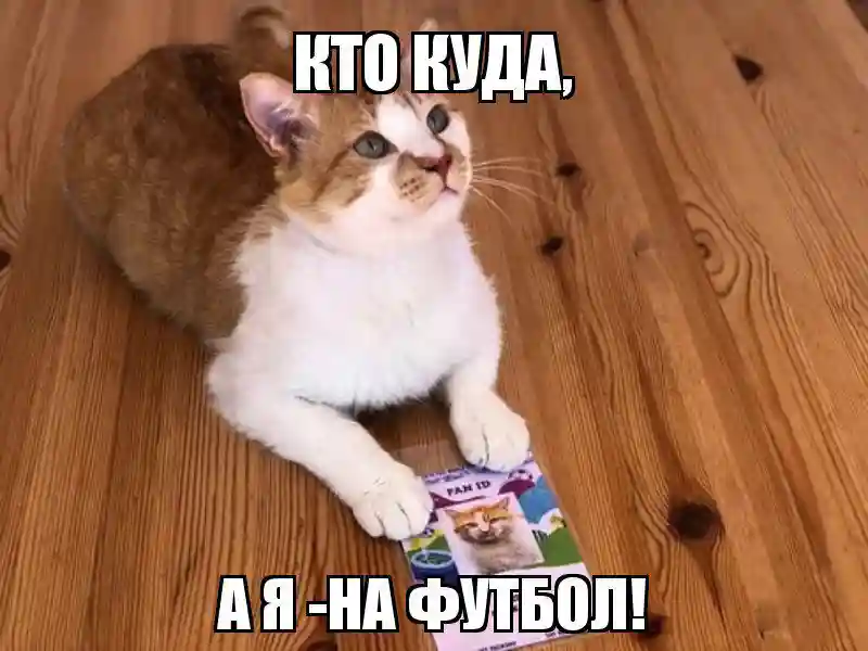 Субботний котопост