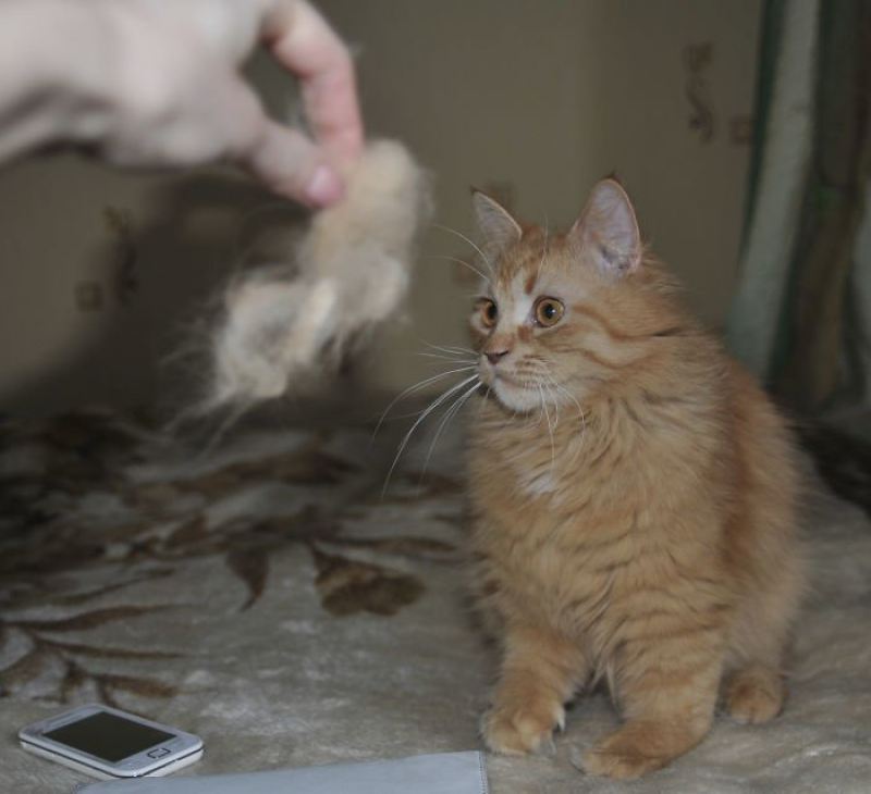 Кошачье рукоделие: из вычесанной шерсти кота сделали его мини-версию