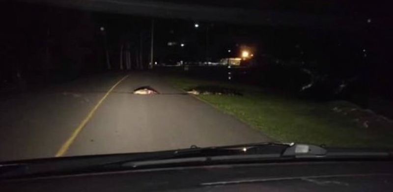 Шок-видео: гигантский аллигатор устроил себе обед на шоссе