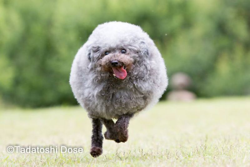 Очаровательные стрижки: 30 собак, попавших в руки умелого японского грумера