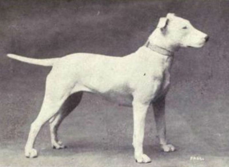 Известные породы собак сейчас и сто лет назад 