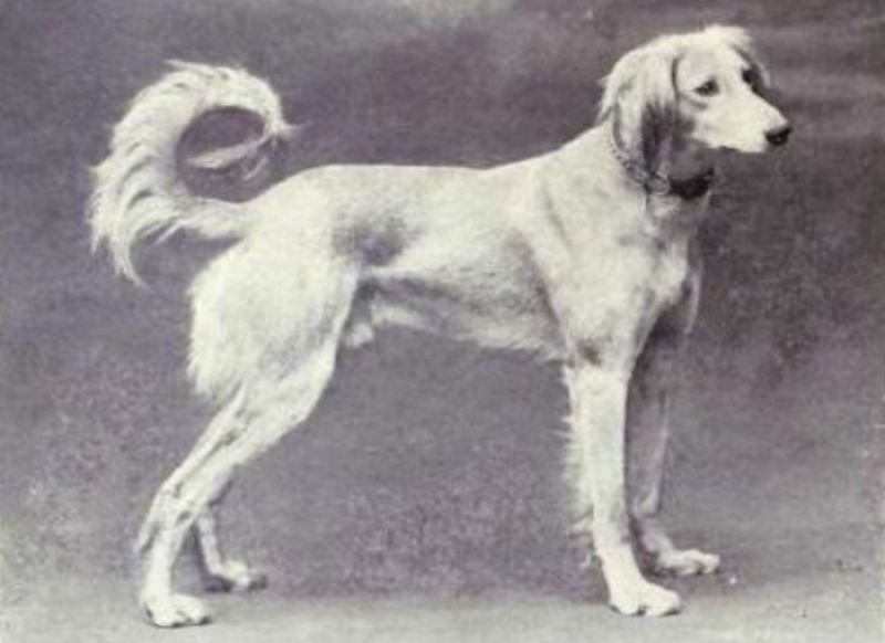 Известные породы собак сейчас и сто лет назад 