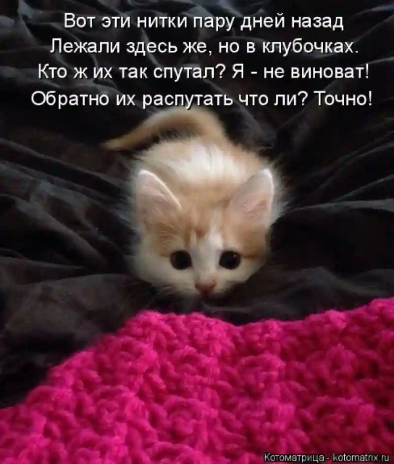 Лучшие котоматрицы недели1