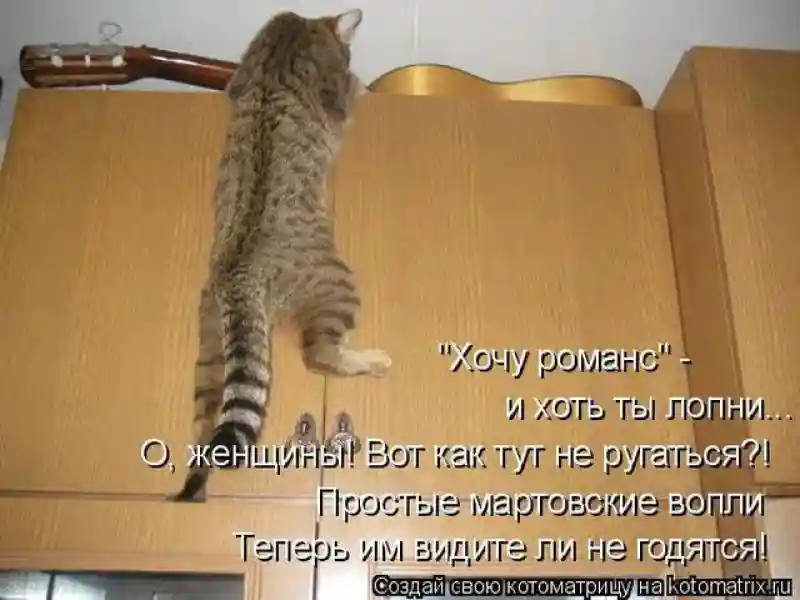 Лучшие котоматрицы недели1