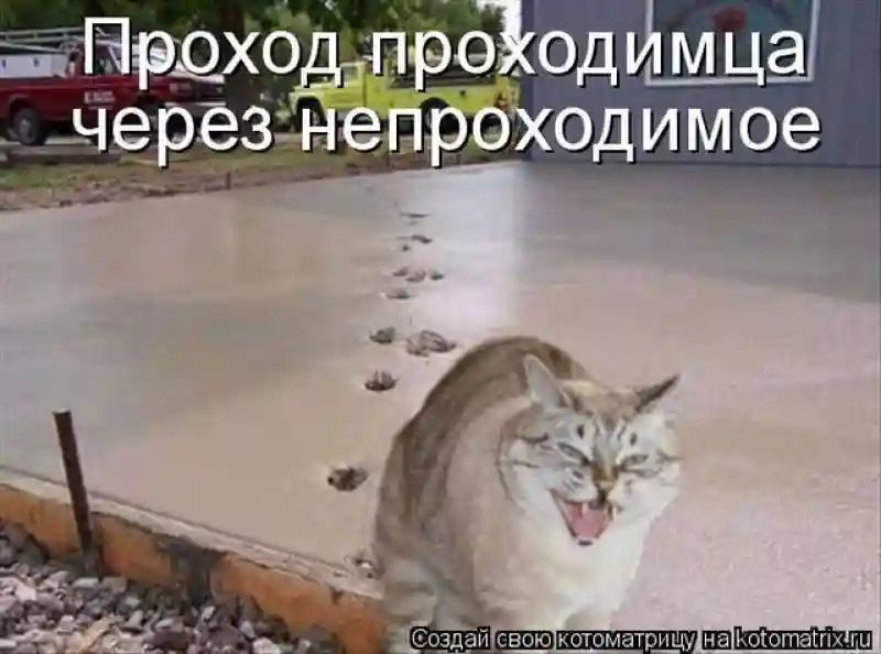 Лучшие котоматрицы недели1