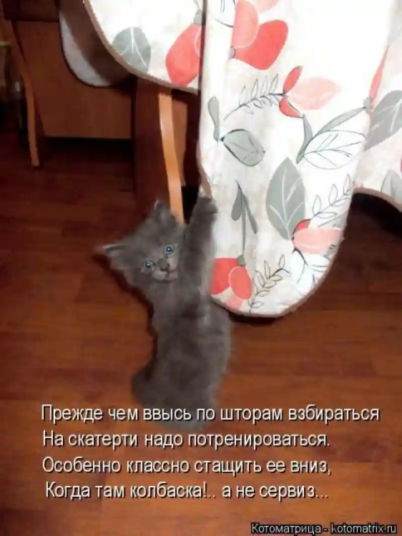 Лучшие котоматрицы недели1