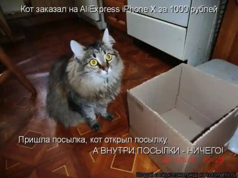 Лучшие котоматрицы недели1