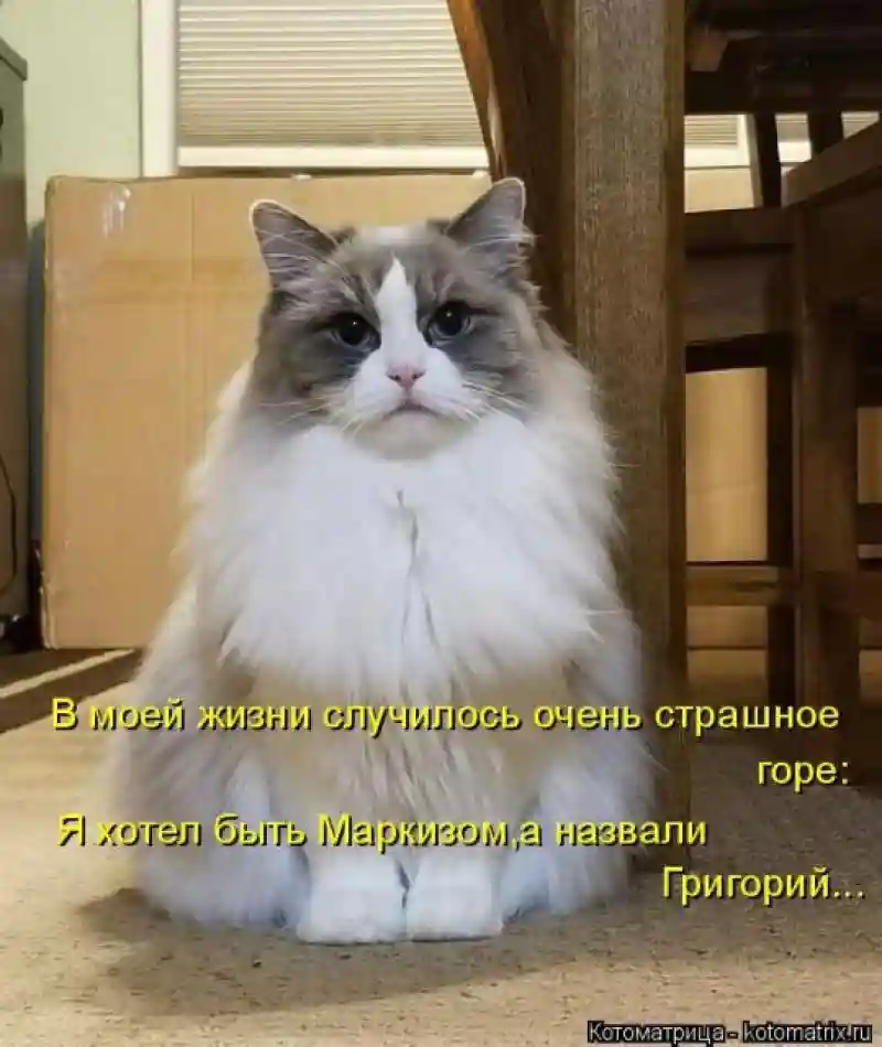 Лучшие котоматрицы недели1