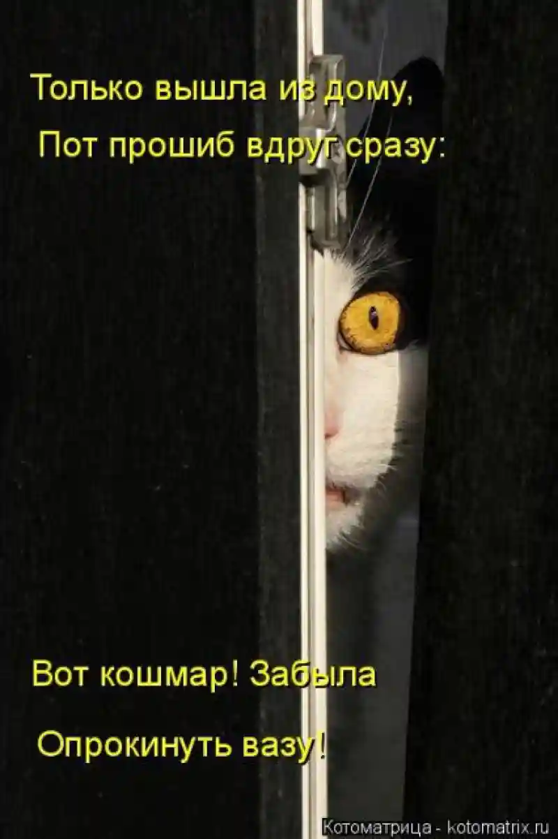 Лучшие котоматрицы недели1