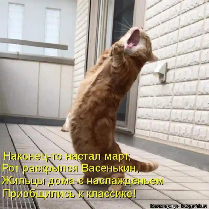 Лучшие котоматрицы недели1