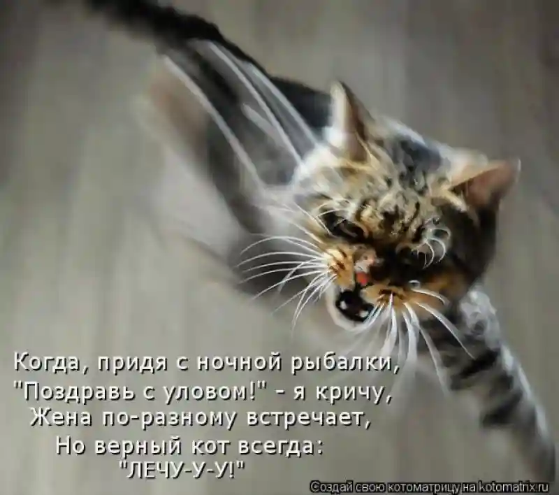 Лучшие котоматрицы недели1