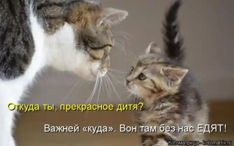 Лучшие котоматрицы недели1