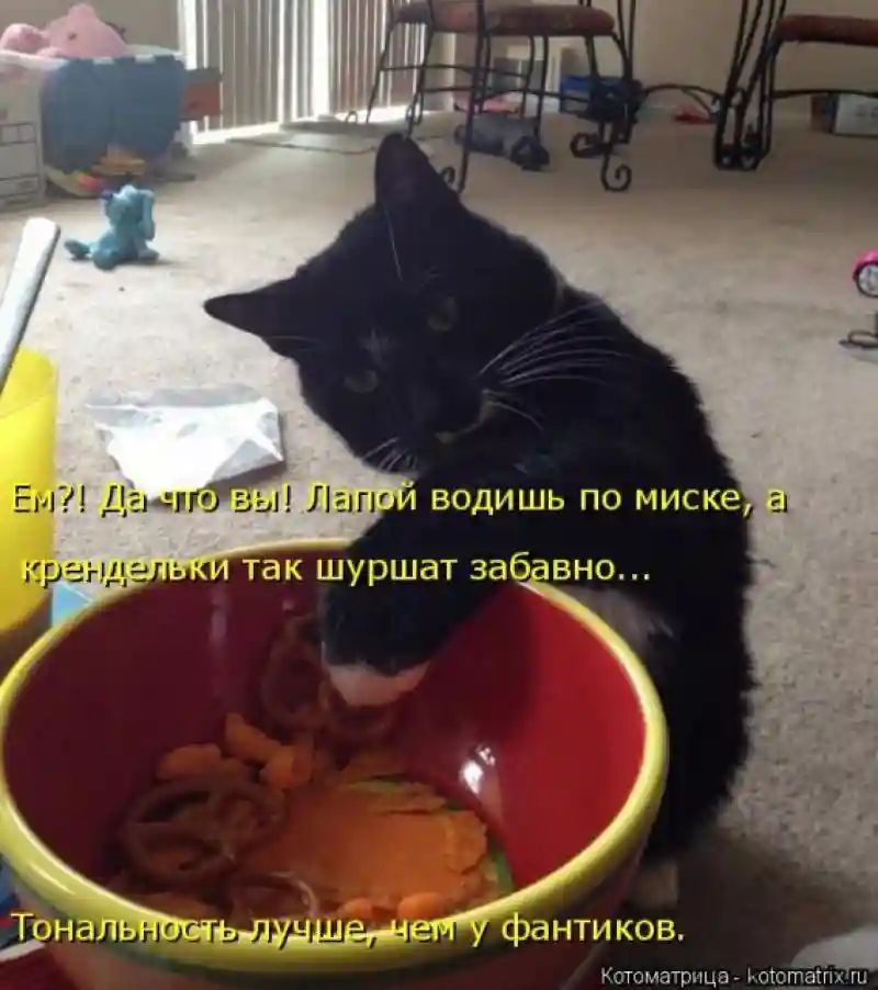 Лучшие котоматрицы недели1