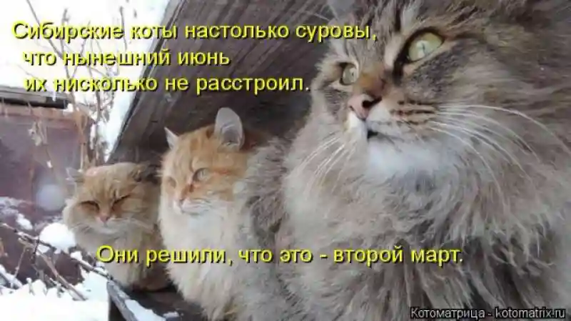 Лучшие котоматрицы недели1