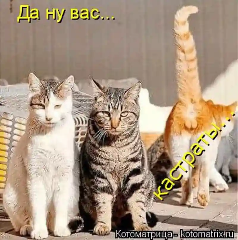 Лучшие котоматрицы недели1