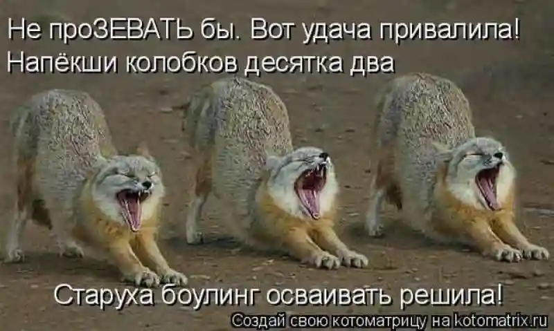 Лучшие котоматрицы недели1