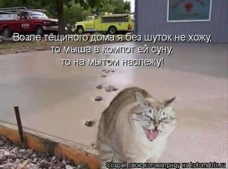 Лучшие котоматрицы недели1